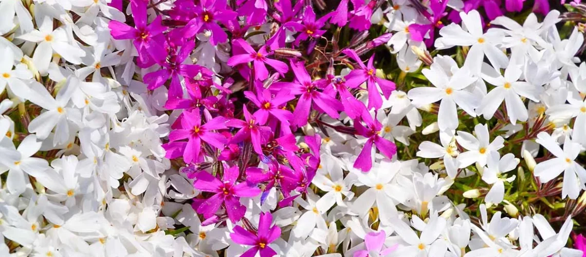 Creeping phlox