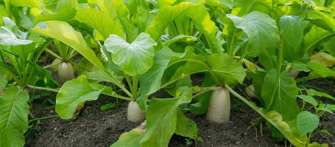 Daikon radish