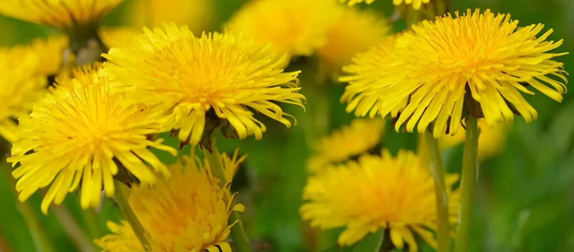 dandelions