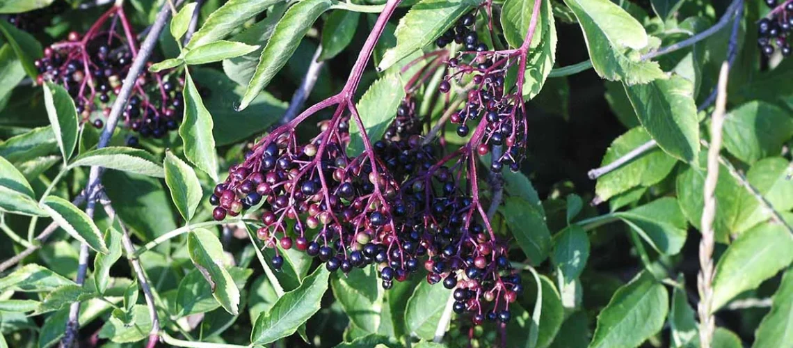 elderberries