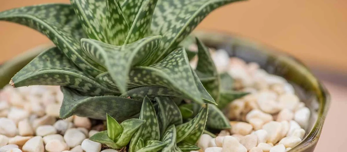 Gasteraloe