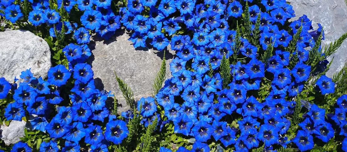 Gentiana