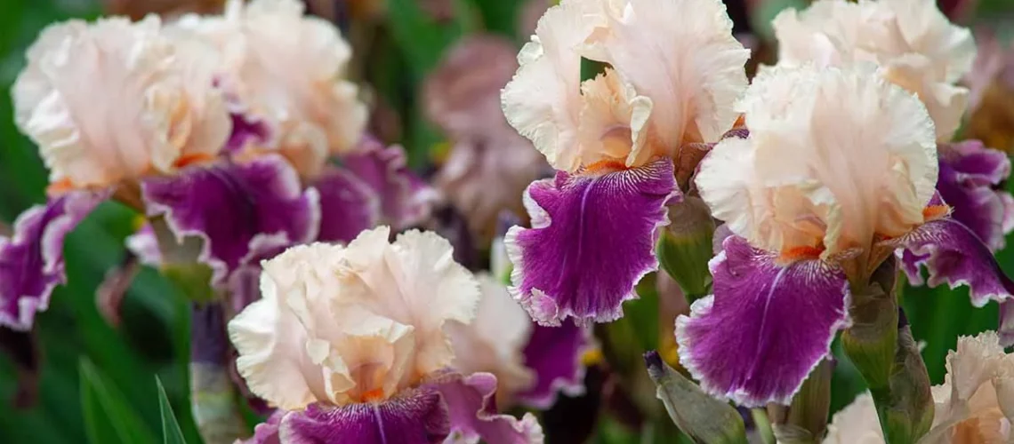 German bearded iris
