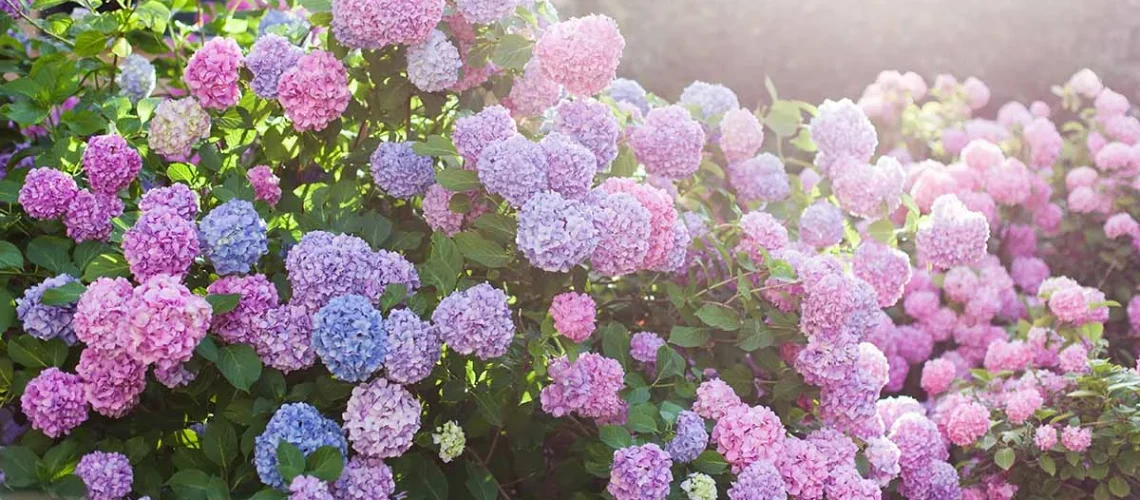 Hydrangeas