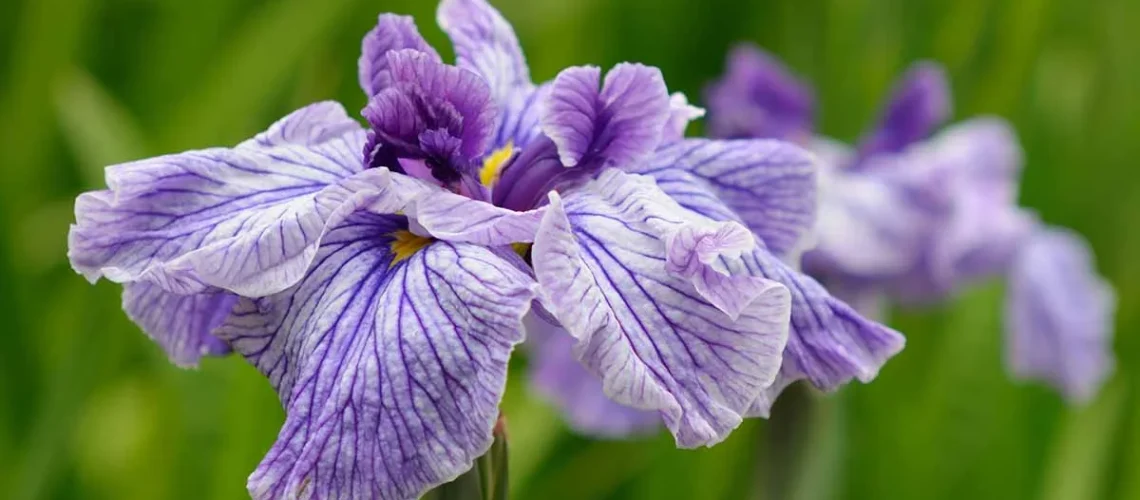 Japanese Iris