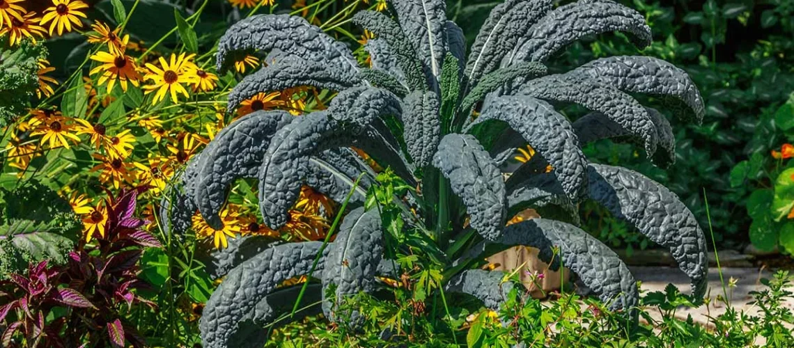 Lacinato kale