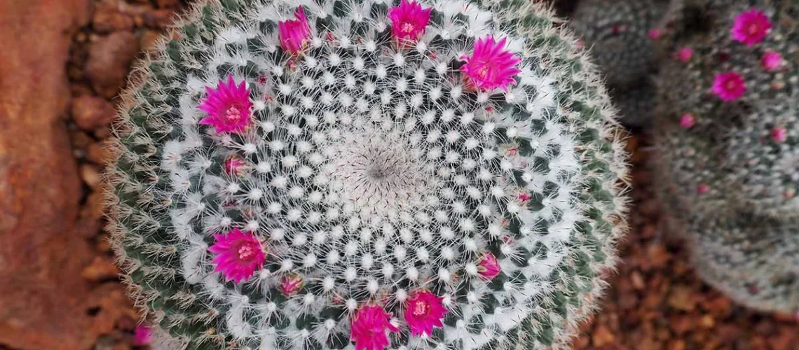 Mammillaria