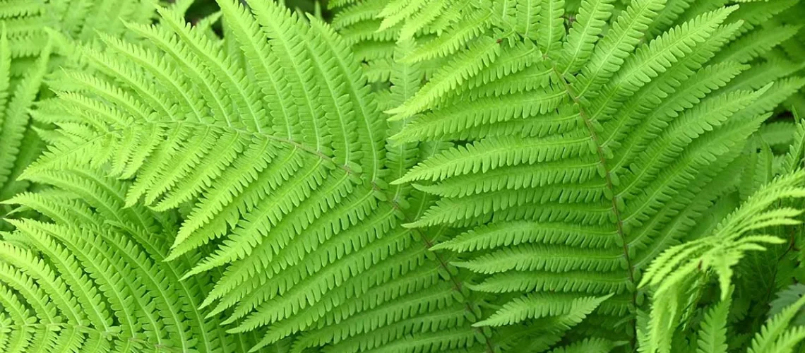 Ostrich ferns