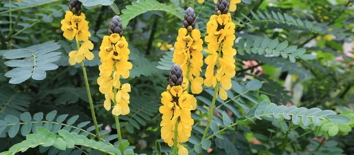 Popcorn cassia
