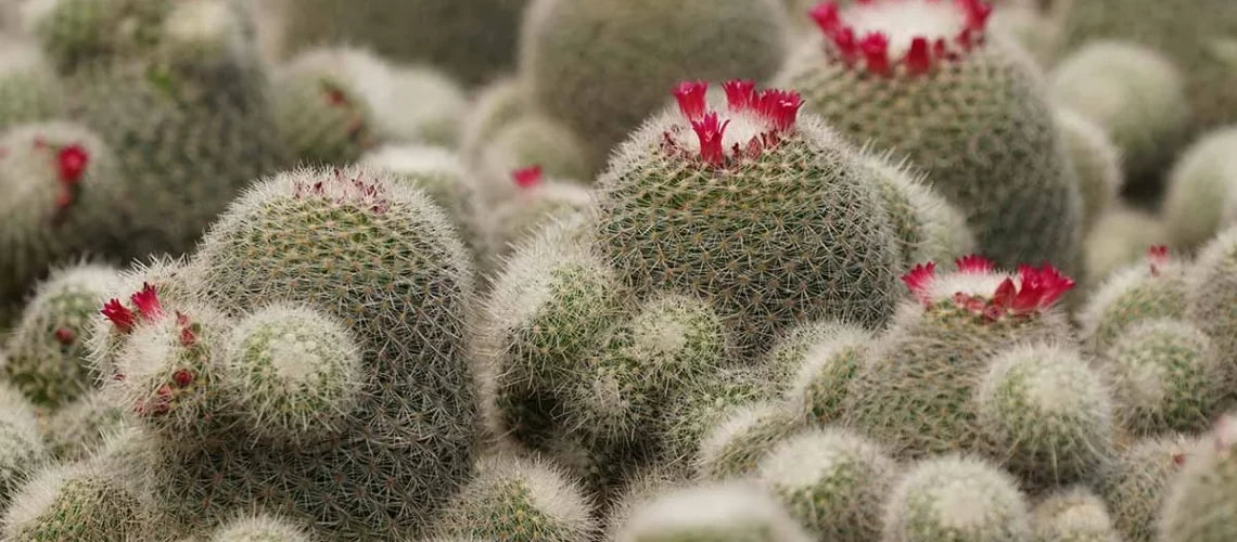 Powder puff cactus