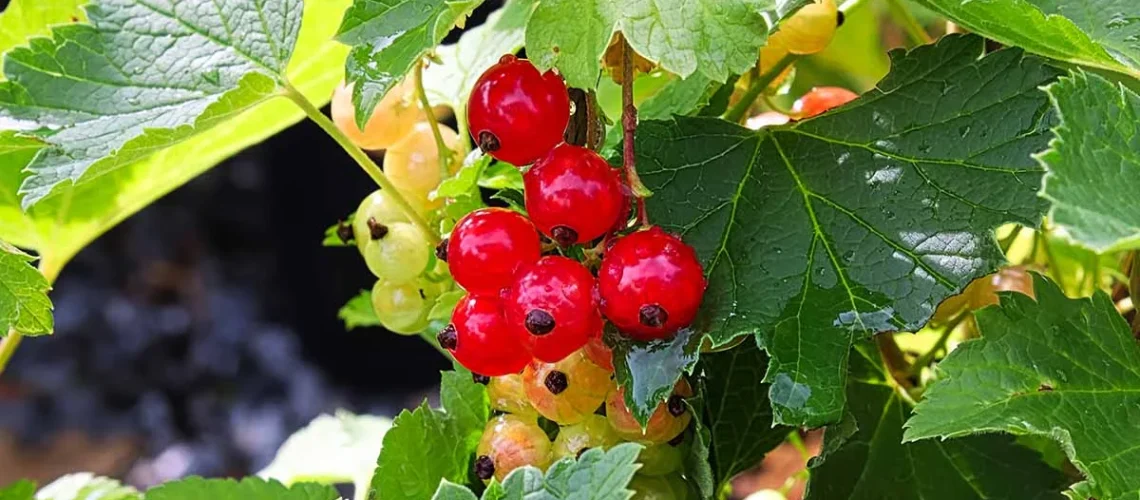 red currants