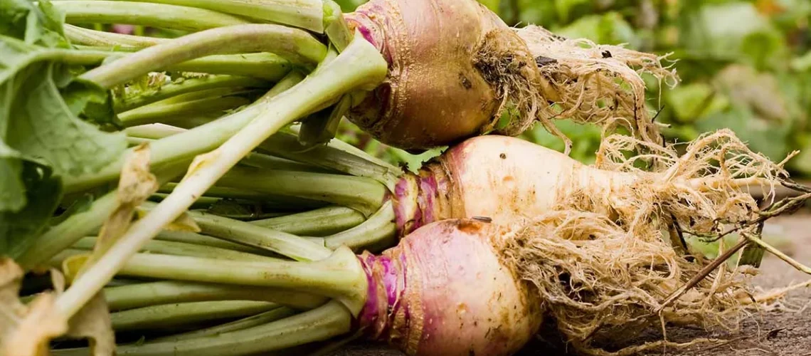Rutabaga