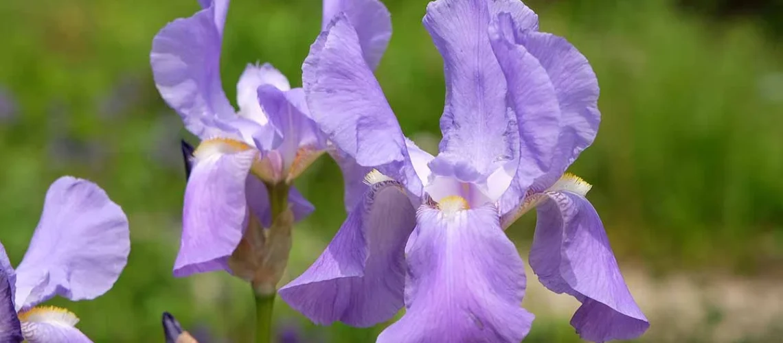 Iris pallida