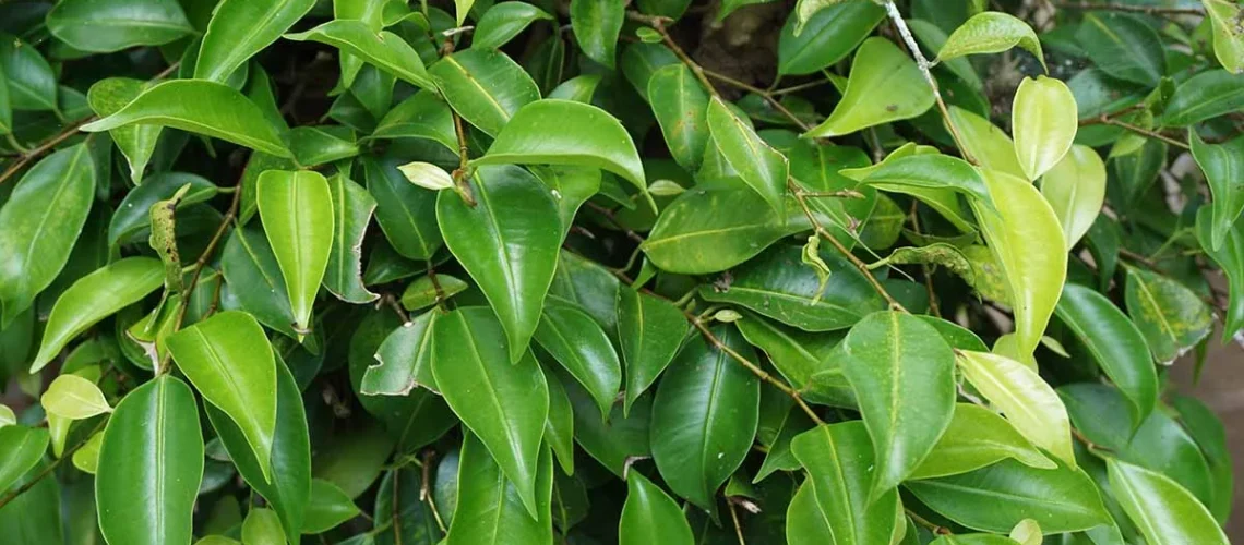 Weeping Fig
