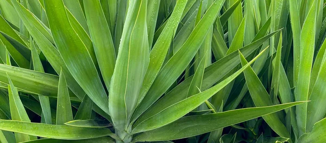 Yucca