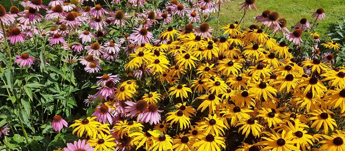 native wildflowers