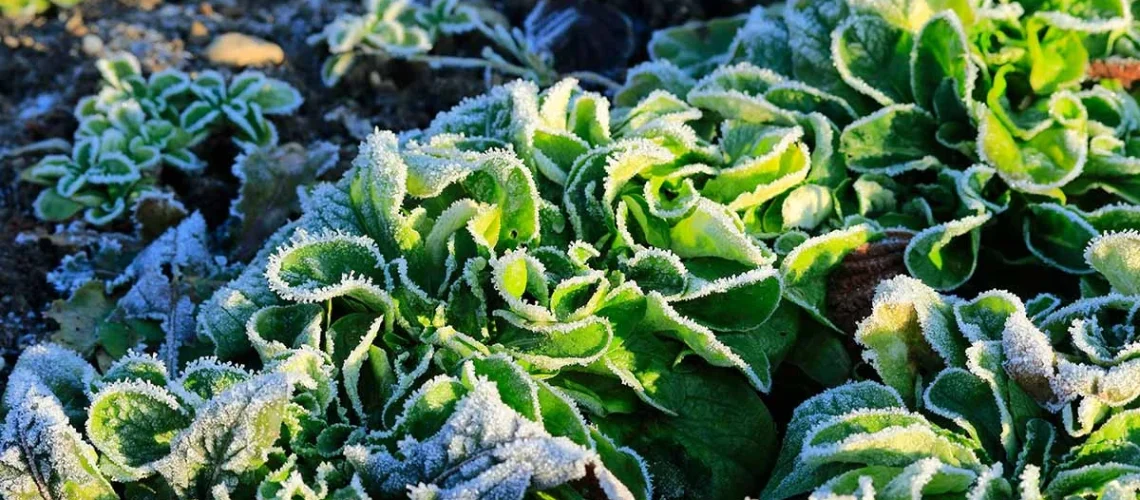 winter gardening