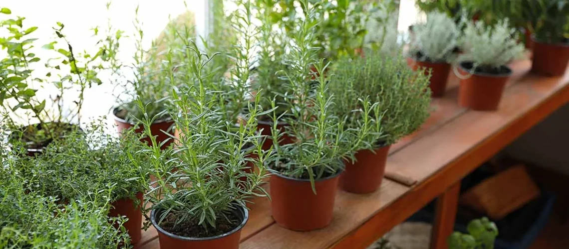 herbs