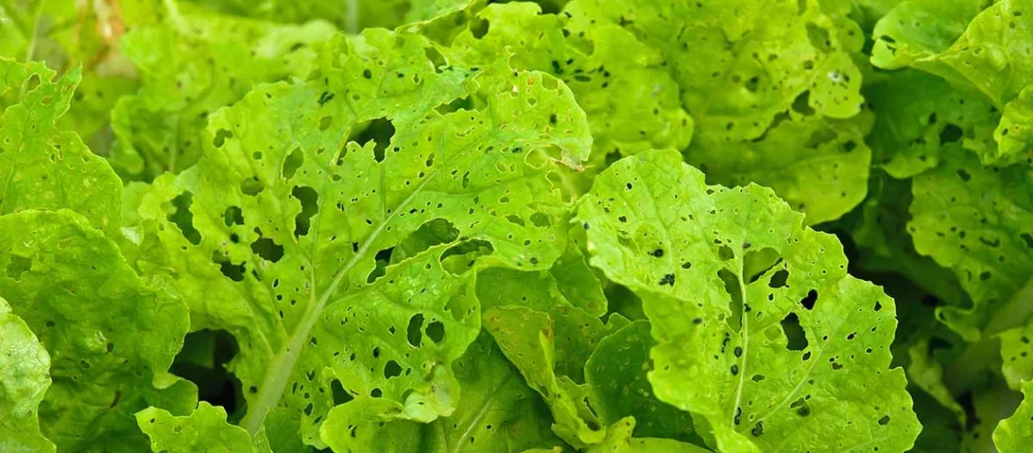 leafy greens