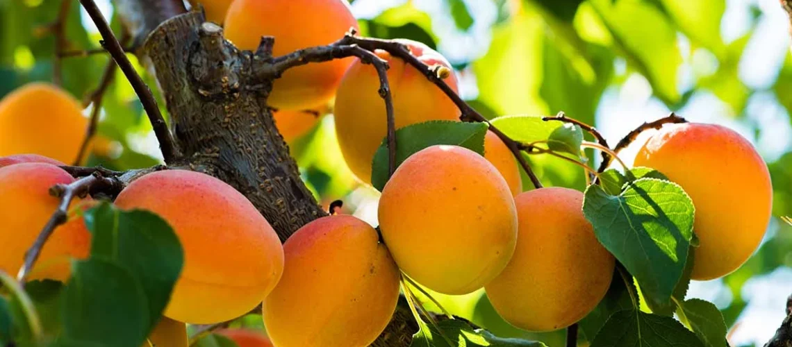 apricot trees