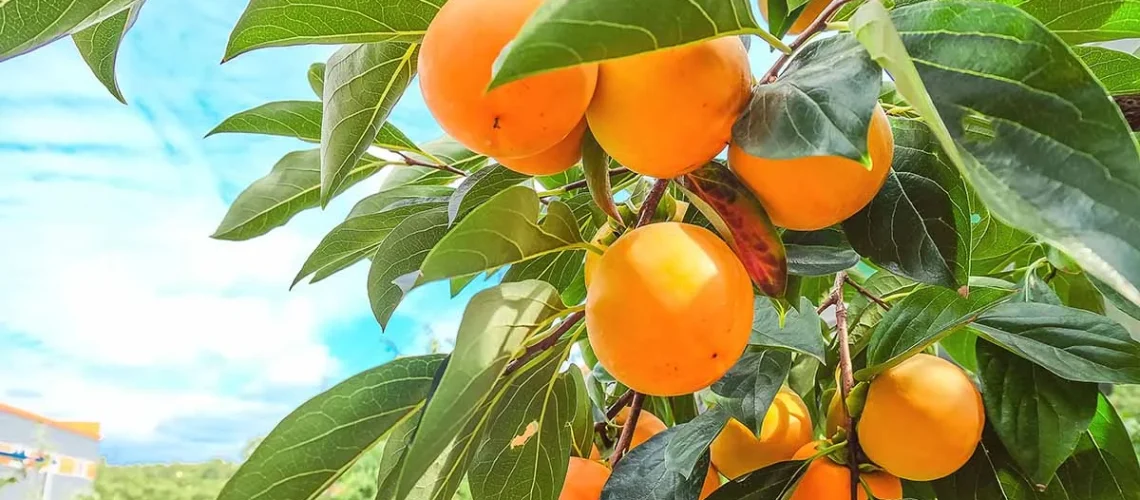 Asian Persimmon