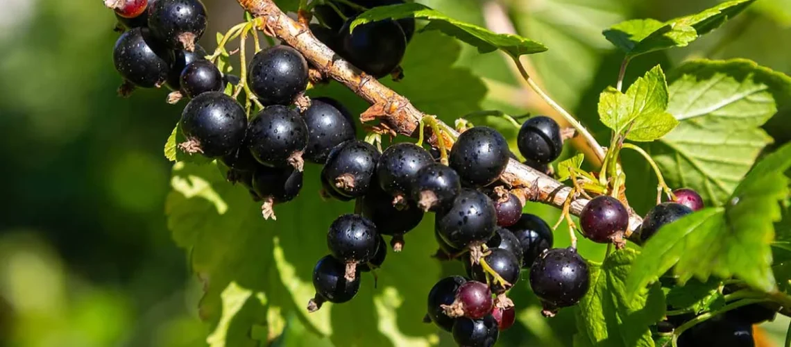 black currants