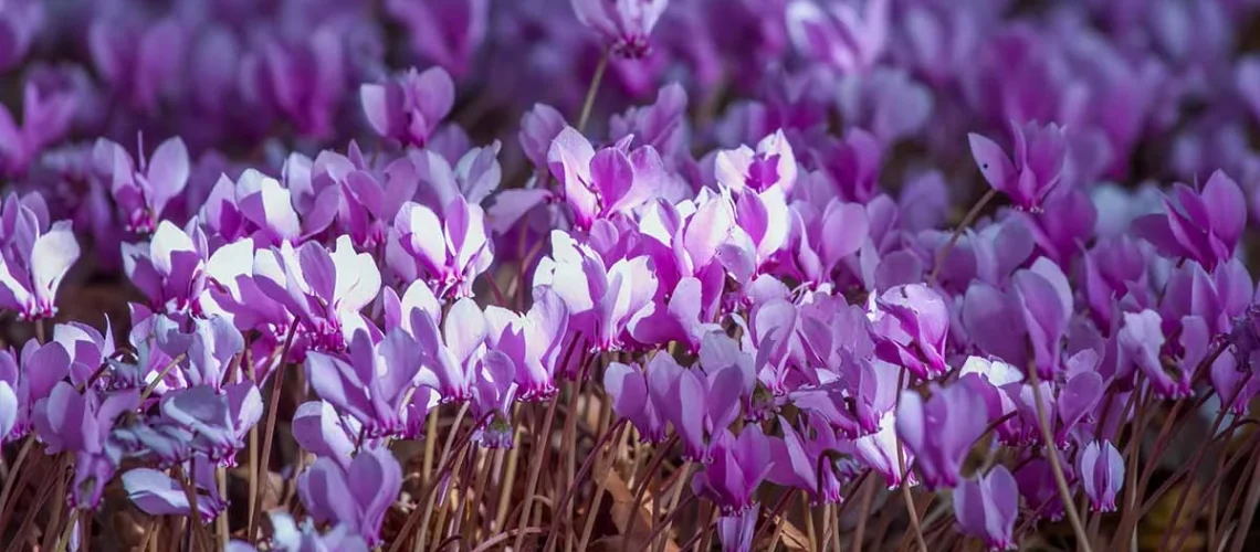 Hardy cyclamen