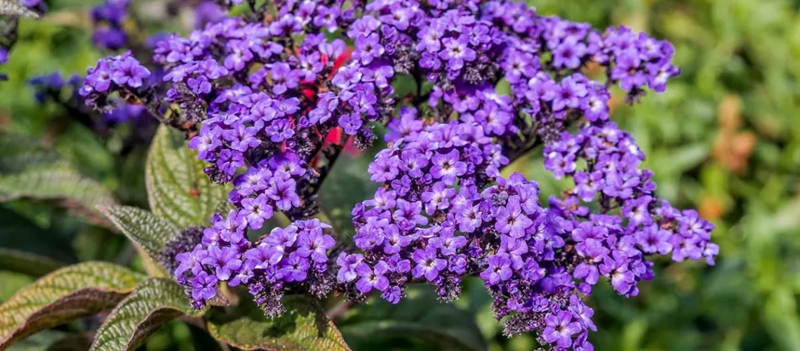 Heliotropes