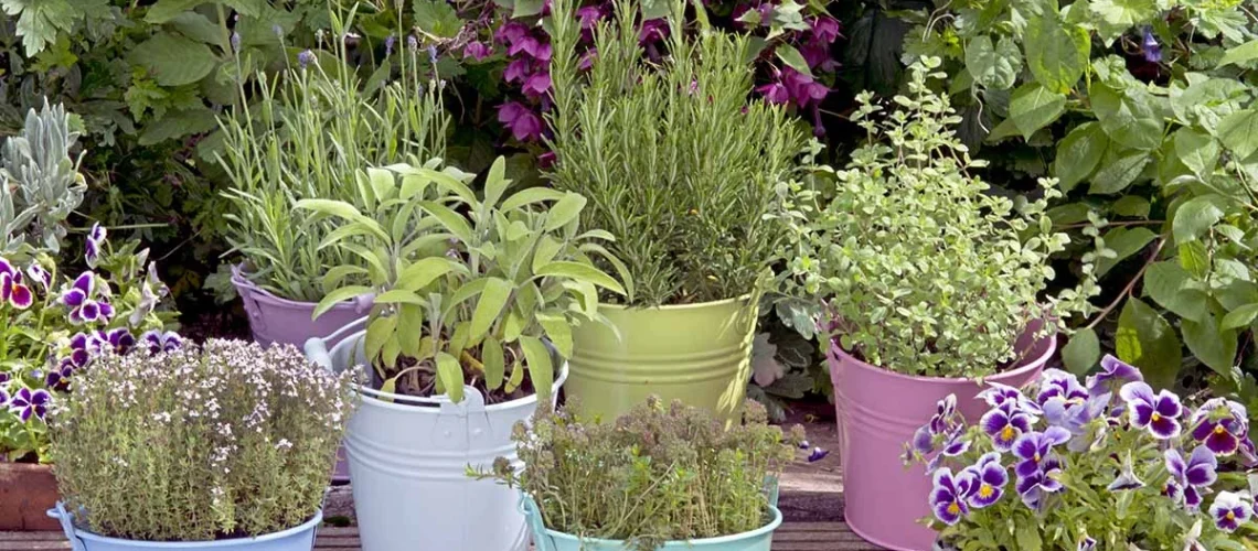 herb gardening
