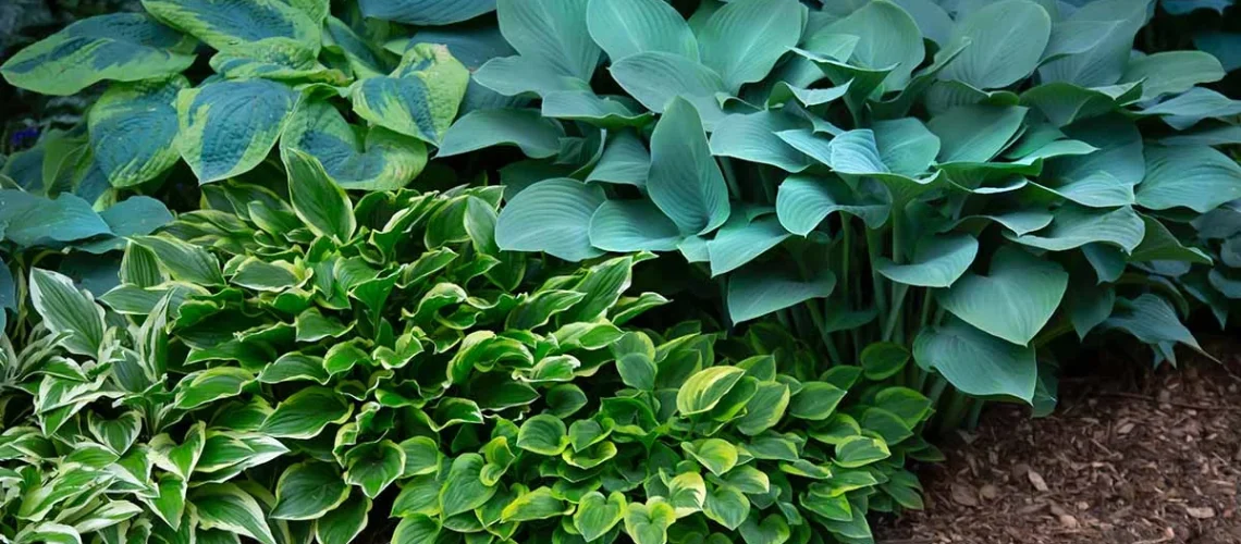 Hostas