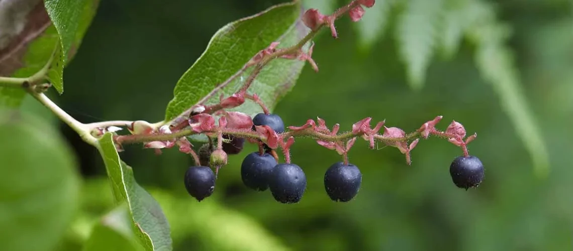 Huckleberries