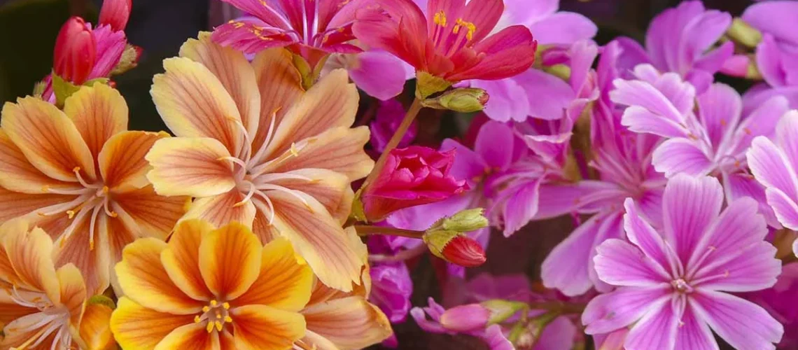 Lewisia
