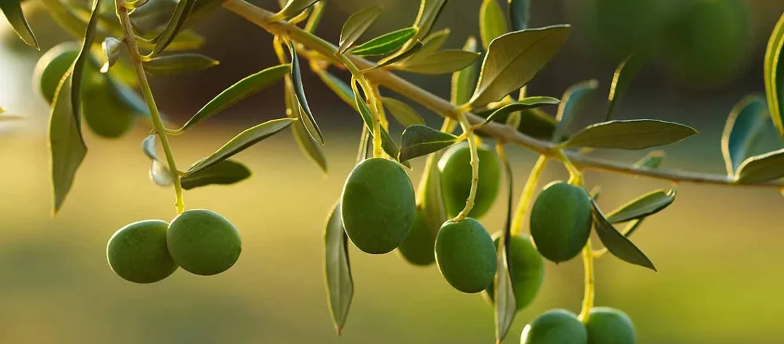 Olive trees
