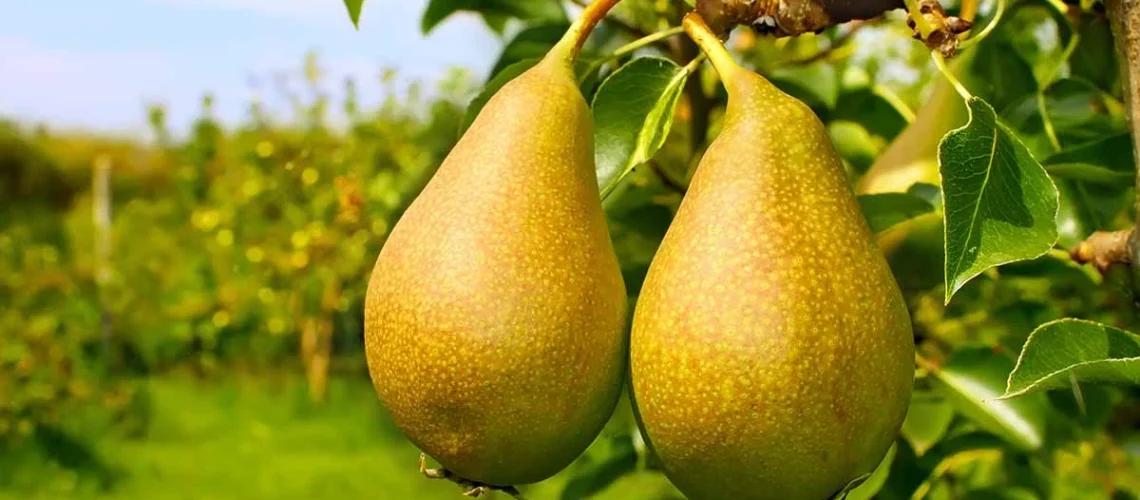 Pear trees