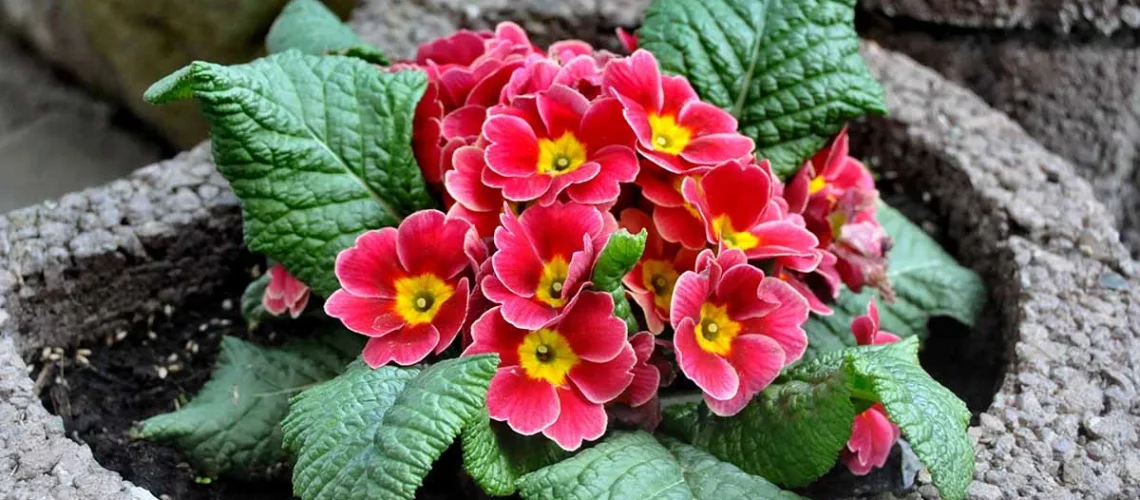 Primrose