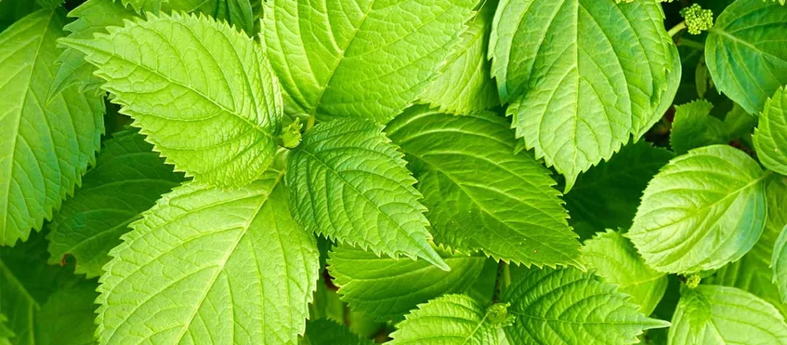 Shiso