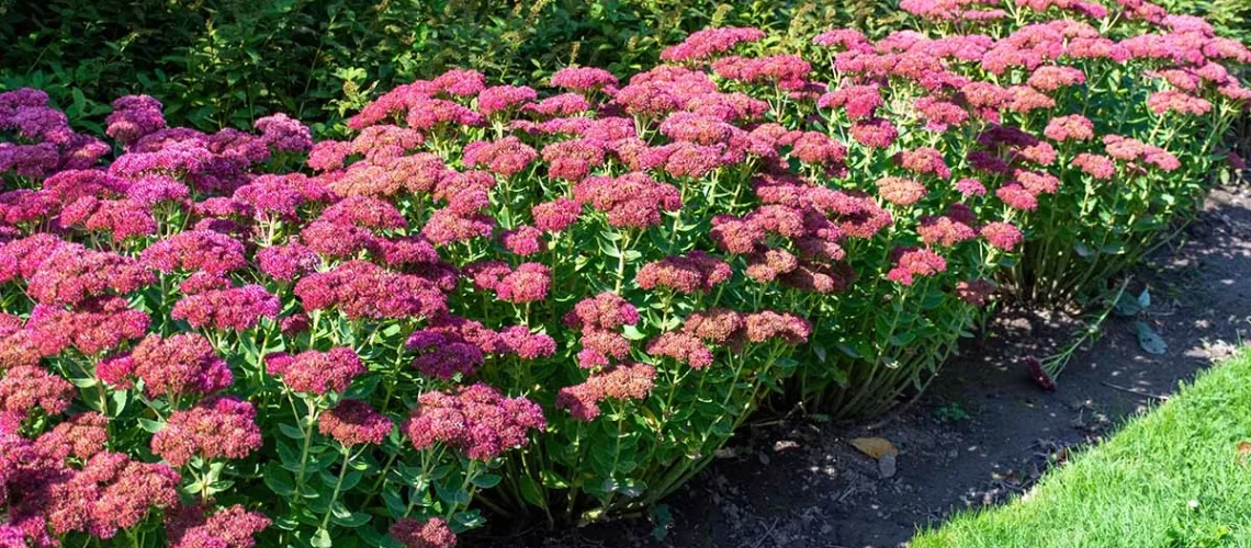 Sedum