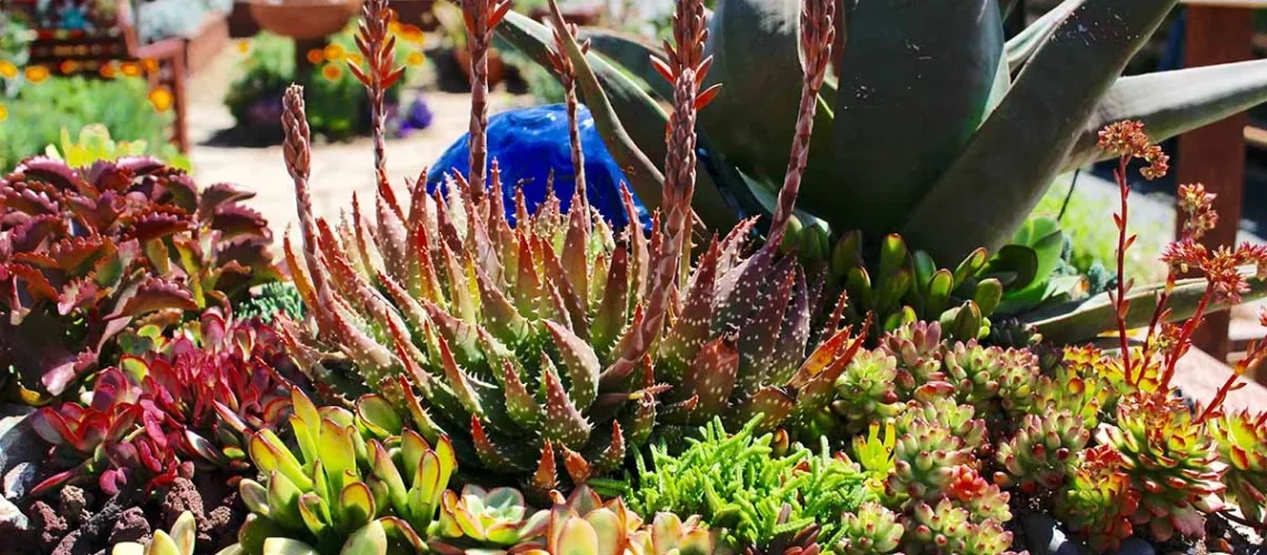 Succulents
