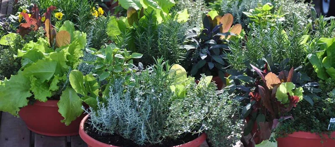 container gardening