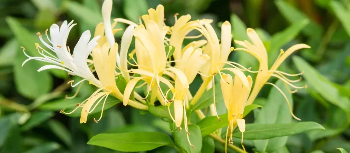 Japanese honeysuckle