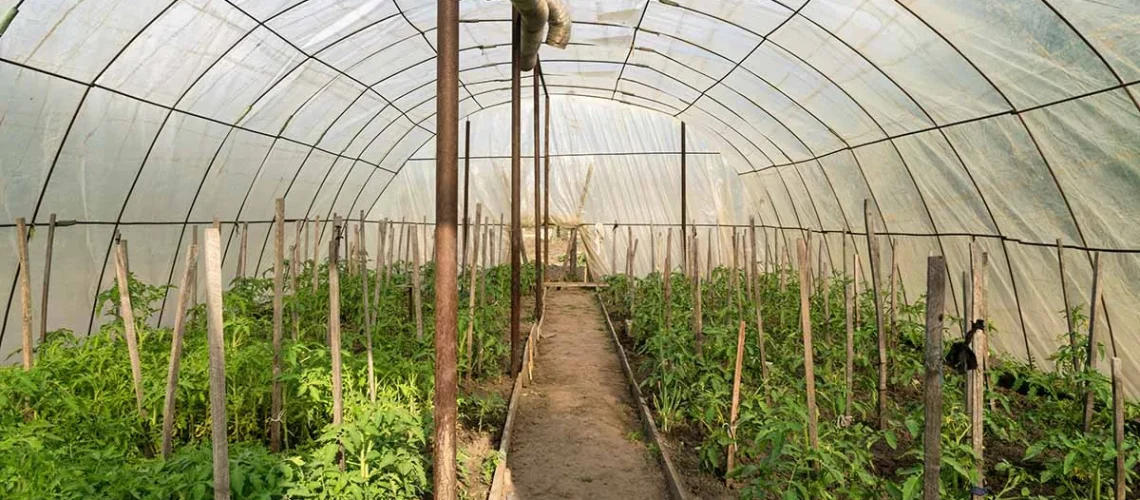 Unheated greenhouse