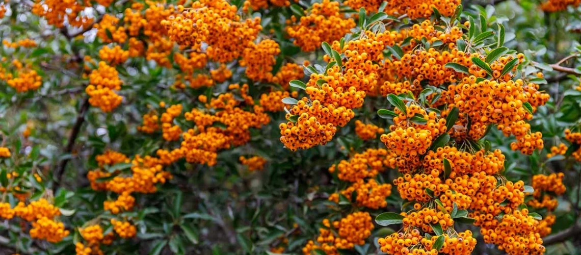 Shrubs