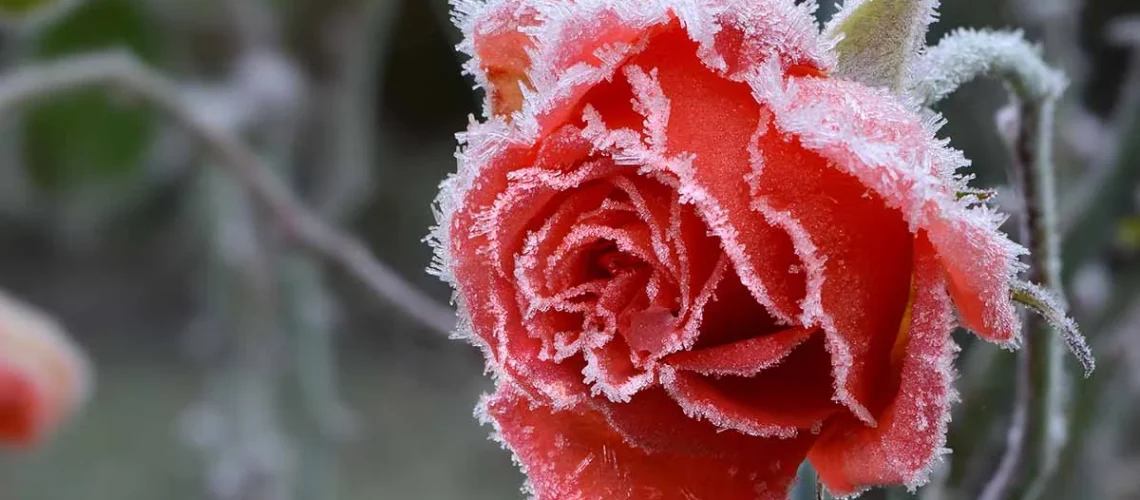 Roses