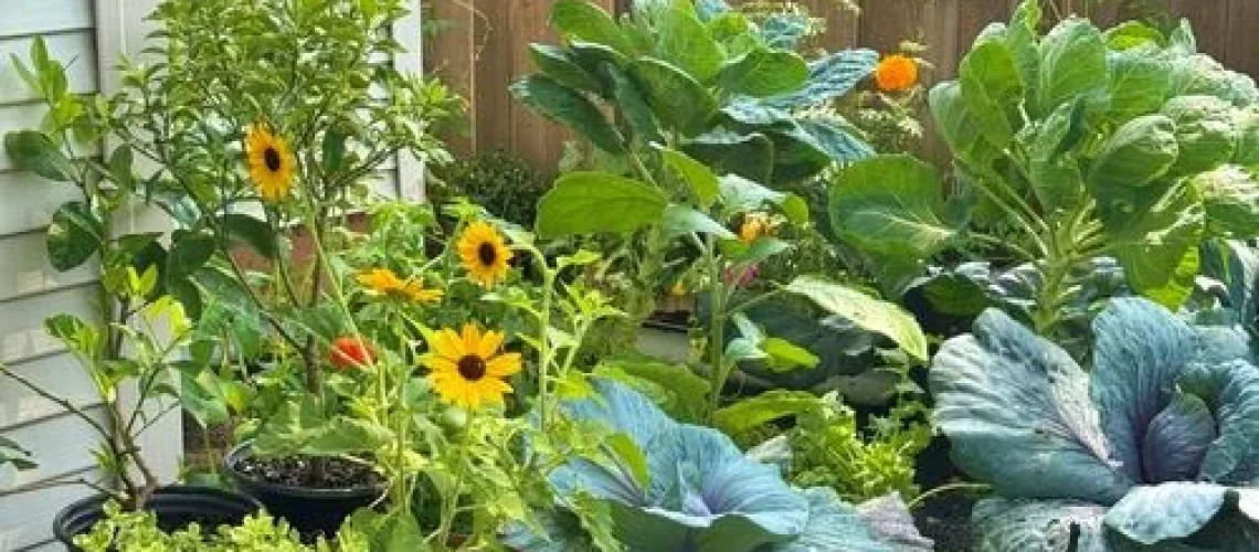 jardinagem urbana