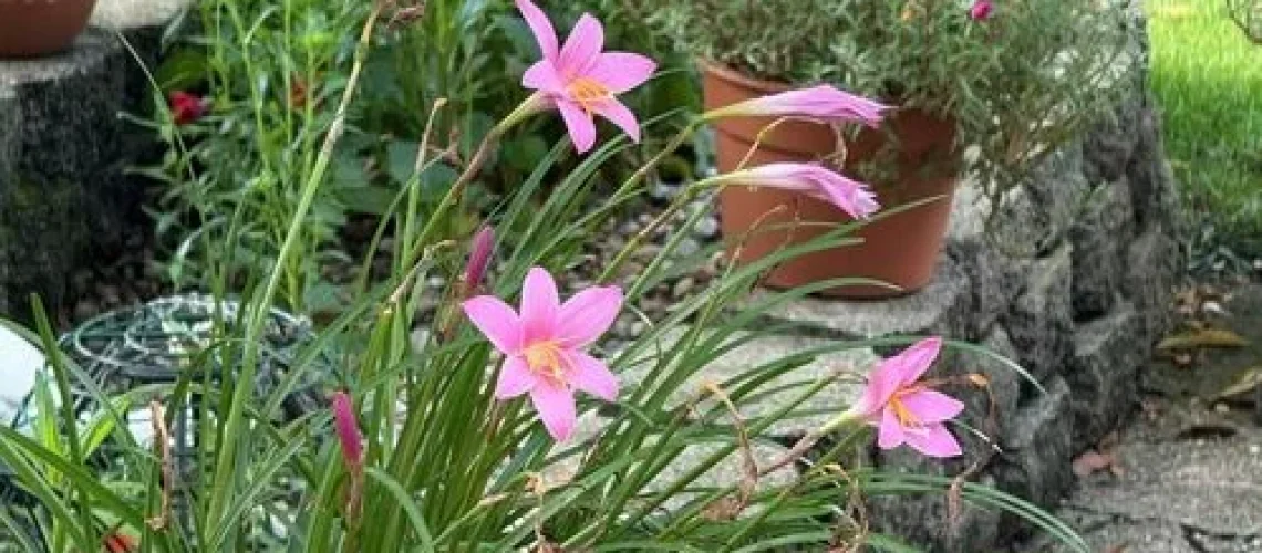 Gardening