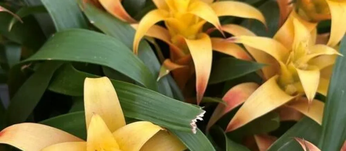 Bromeliads