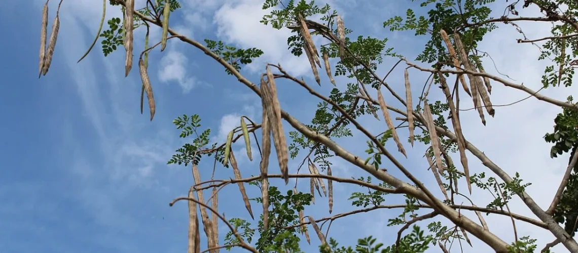 Moringa
