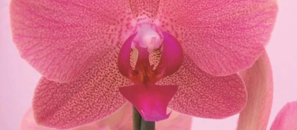 orquídeas