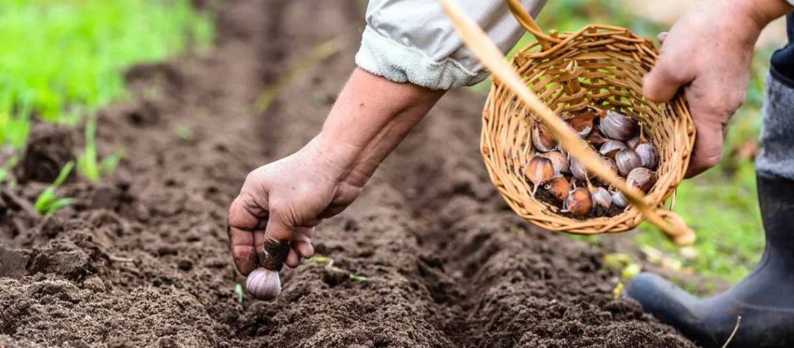 autumn gardening