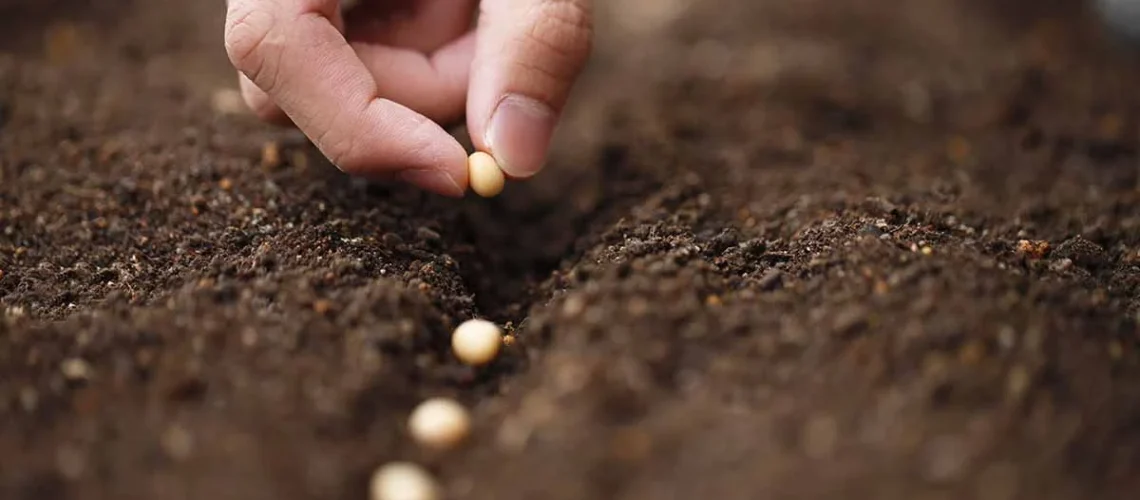 pre-seeding